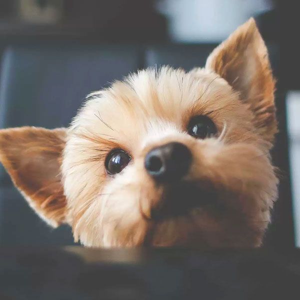 Chewy.com — Store Front